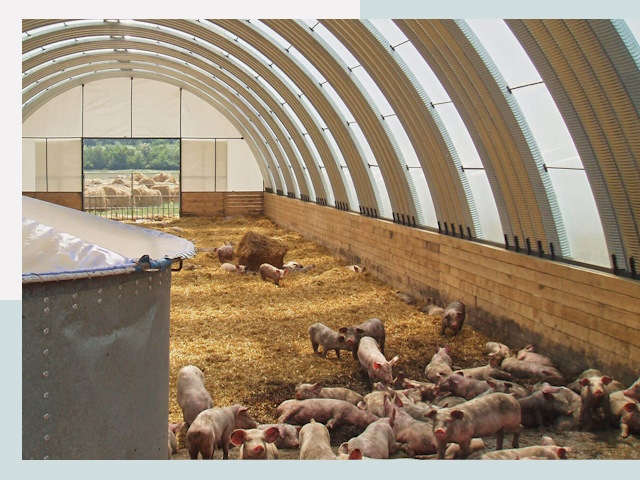 Строительство свинарников в Димитровграде